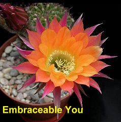 Embraceable You.4.1.jpg 